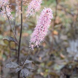 Actaea simplex (Atropurpurea Group) 'Brunette' ---